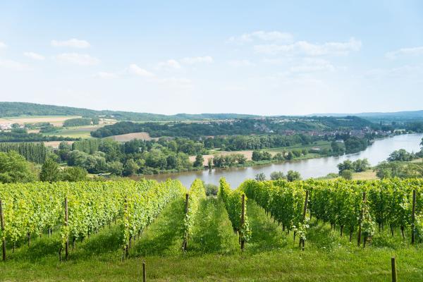 Domaine-Mur-du-Cloitre-vignes.jpg