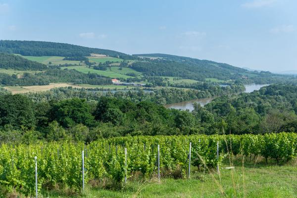 Domaine-Buzea-vignes.jpg