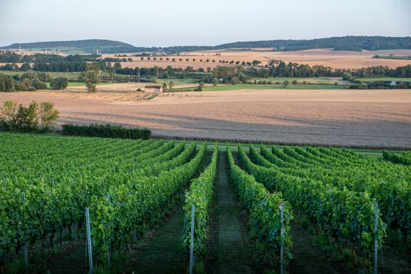 Domaine-Dietrich-Girardot-vignes.jpg