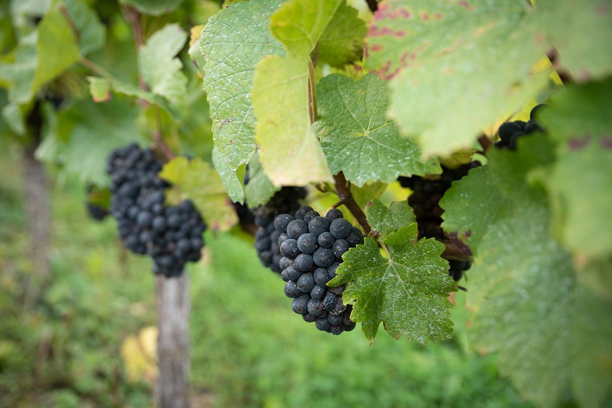 Domaine-des-Coteaux-de-Dornot-vignes.jpg