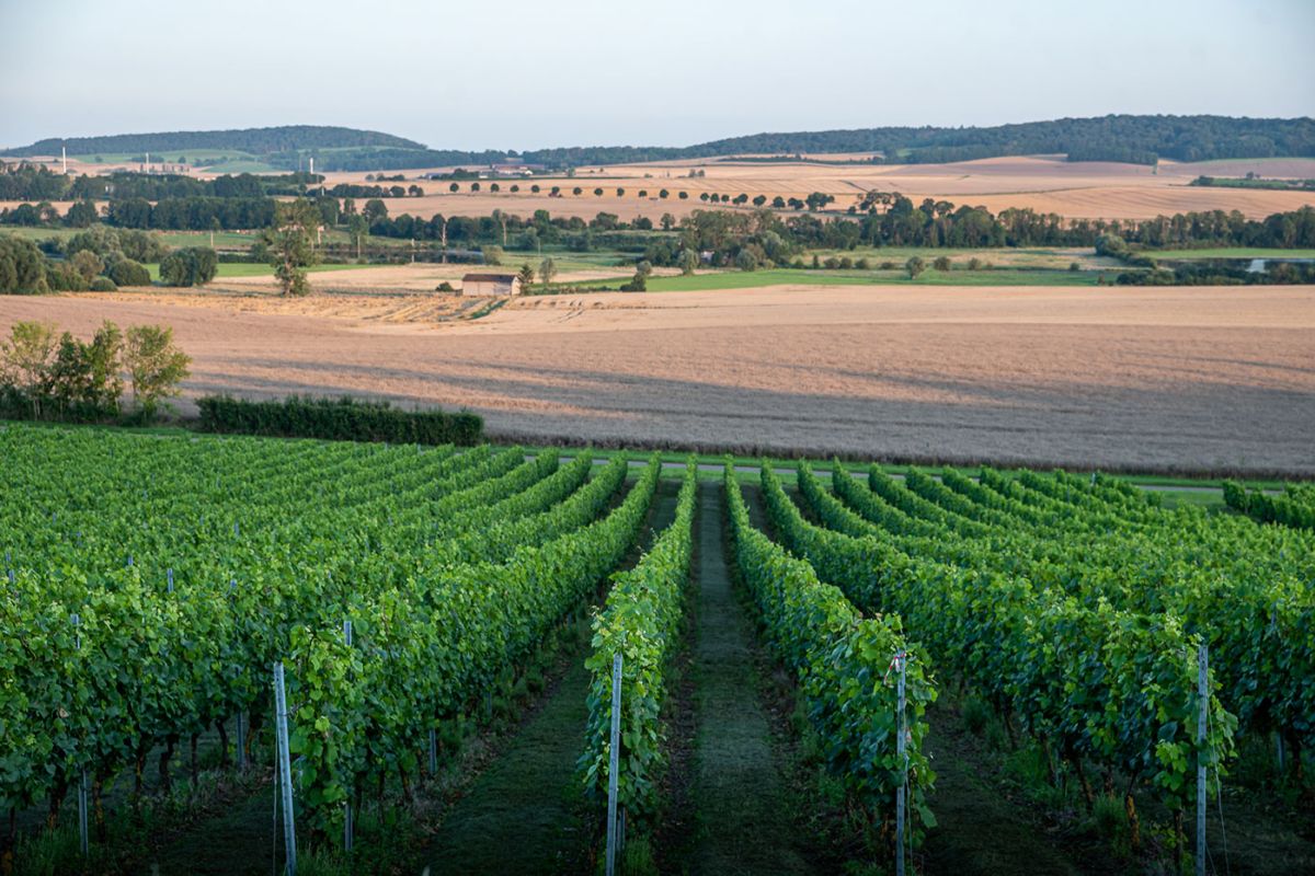 Domaine-Dietrich-Girardot-vignes.jpg