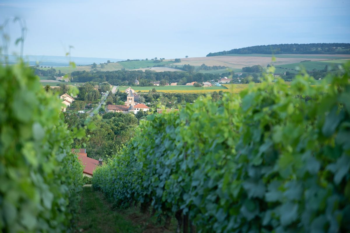 Domaine-Oury-Schreiber-vignes.jpg