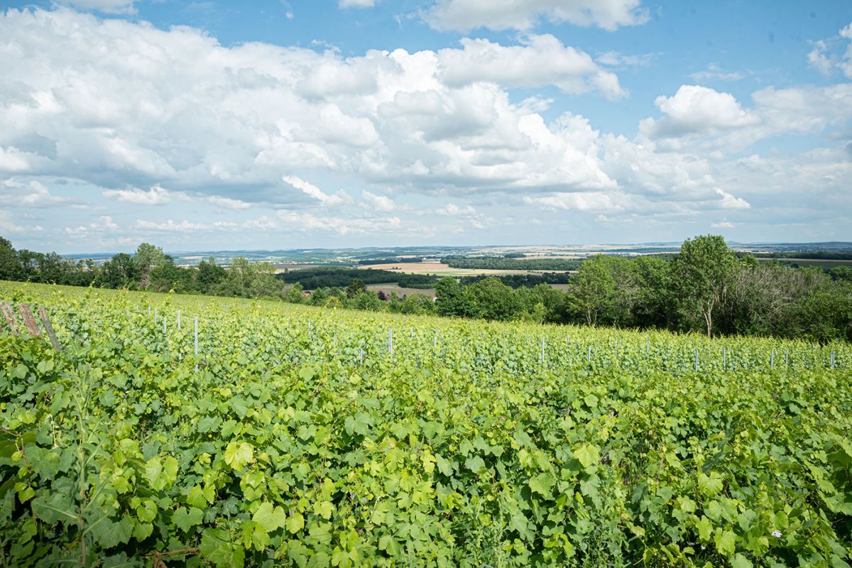 Domaine-Enivrance-vignes.jpg