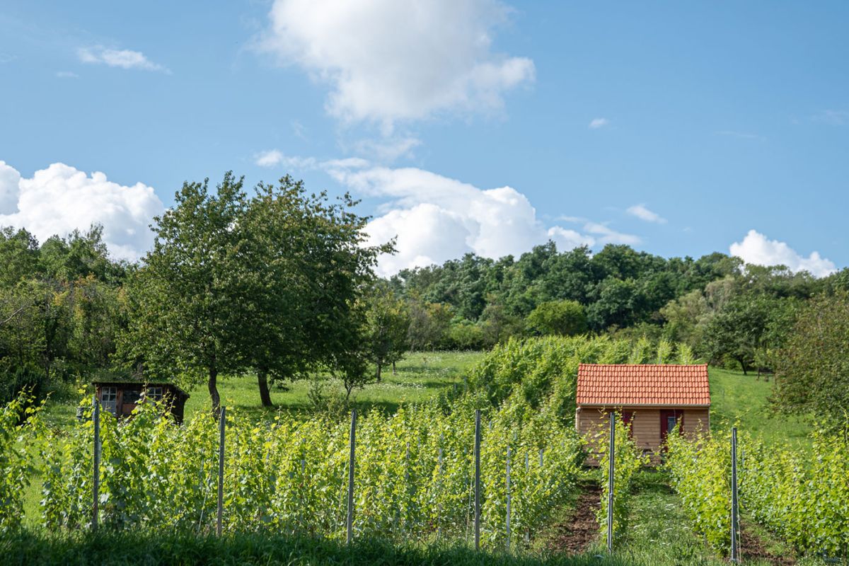 Domaine-Gauthier-vignes.jpg