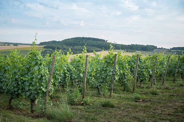vign-vignoble.jpg