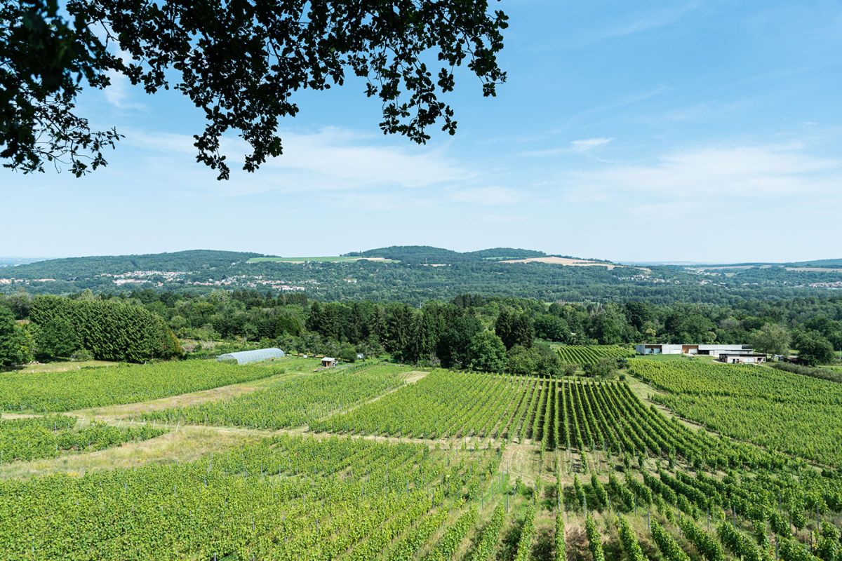 Domaine-les-Beliers-vignes.jpg