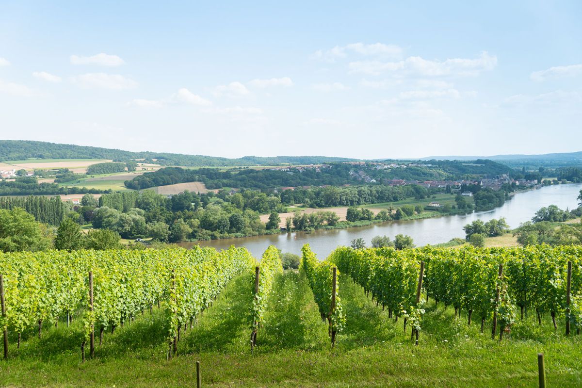 Domaine-Mur-du-Cloitre-vignes.jpg