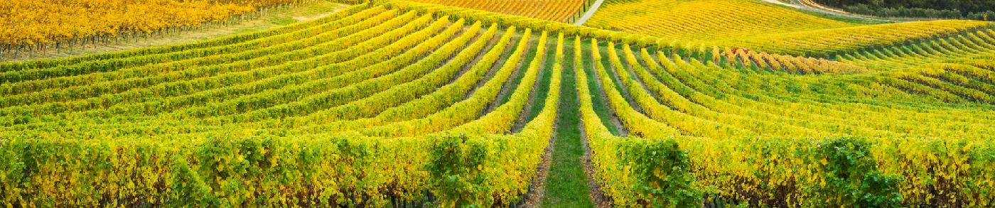 Vins AOC Moselle – Cépages et savoir-faire